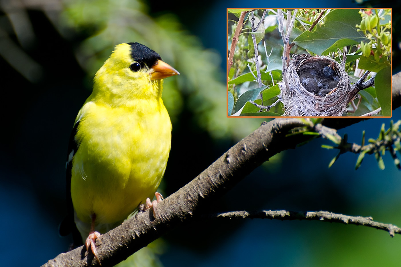 Birding at the Red Butte Ranch